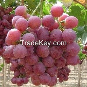 Fresh Egyptian Grapes