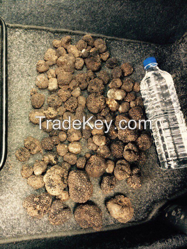 Truffles for sale from east europe