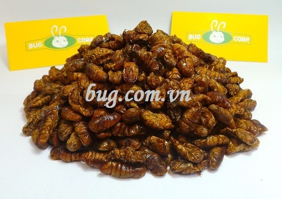 Dried silkworm pupae high quality