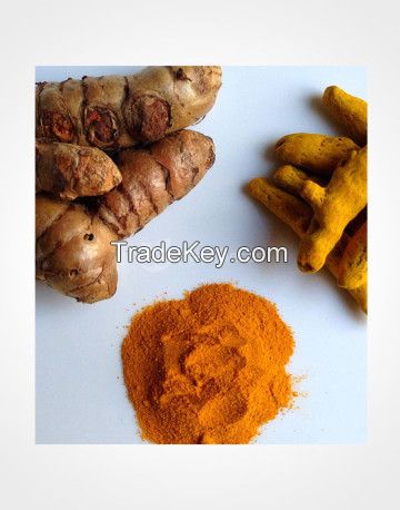 Turmeric : Curcuma Longa