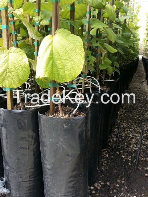 Plastic Plant Nursery Poly Bags