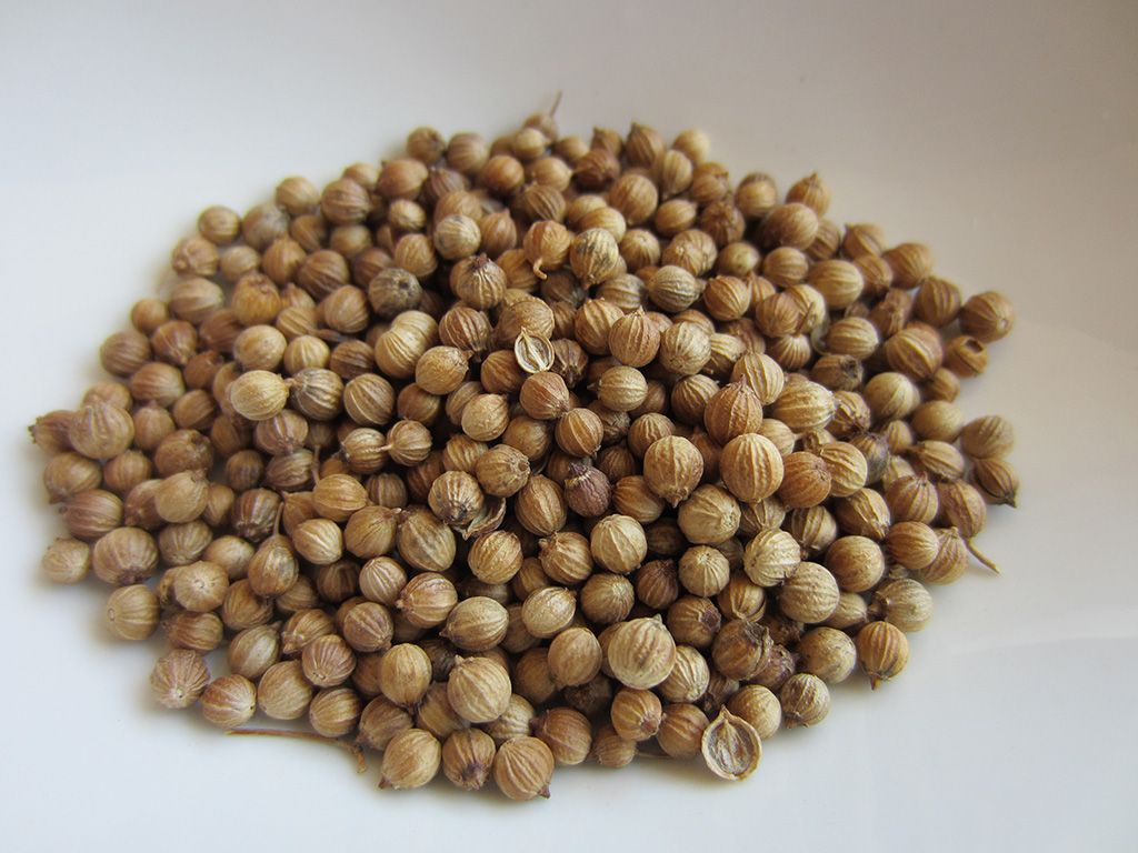 Coriander seeds