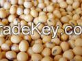 Soybean