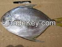 Frozen Seafood Fresh Butterfish for Sale