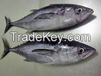 Frozen Big Eye Tuna Fish Export