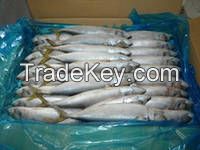 Whole Round of Mackerel Fish New Coming
