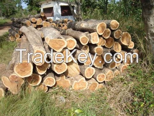 Keruing, Teak, Mersawa Timber Logs from Lao and Vietnam