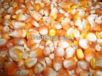 Yellow Corn &amp; Yellow Maize