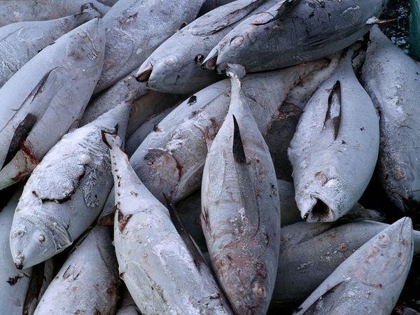 Frozen skipjack tuna