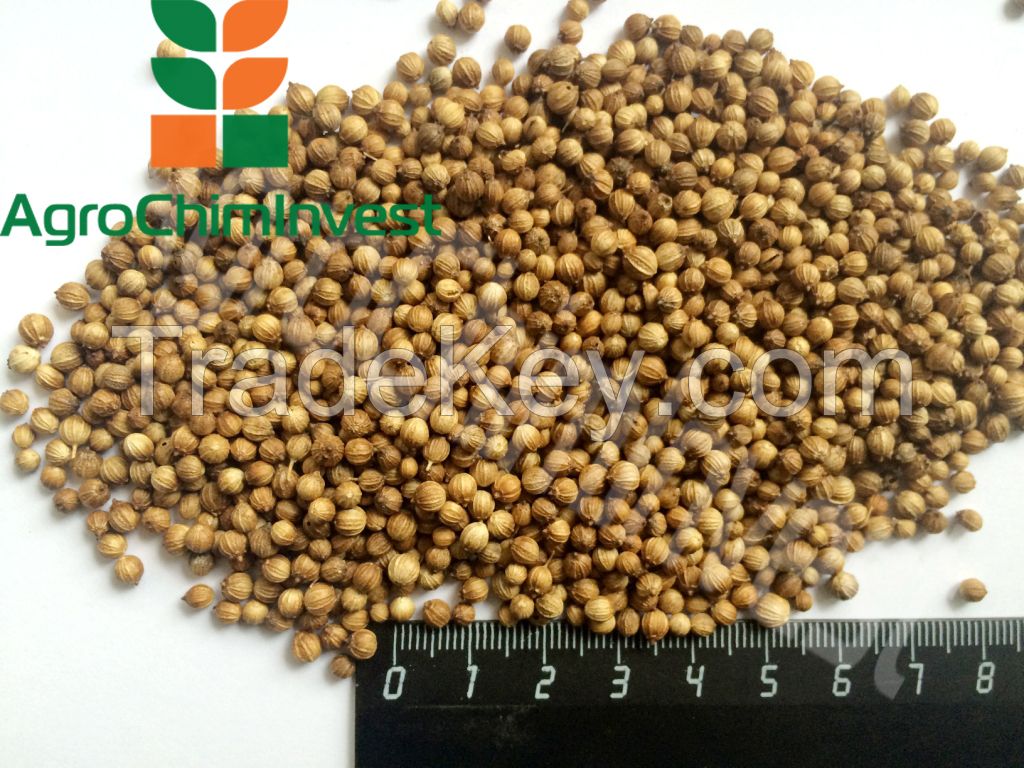 Coriander