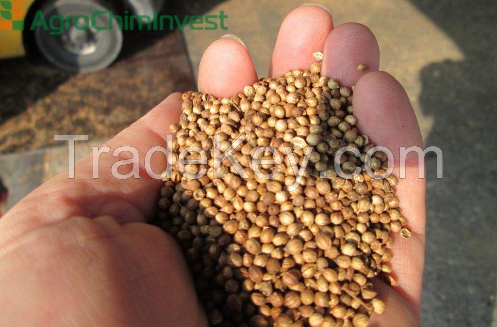 Coriander