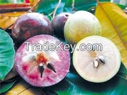 Star apple from Vietnam with high quality and competitive price