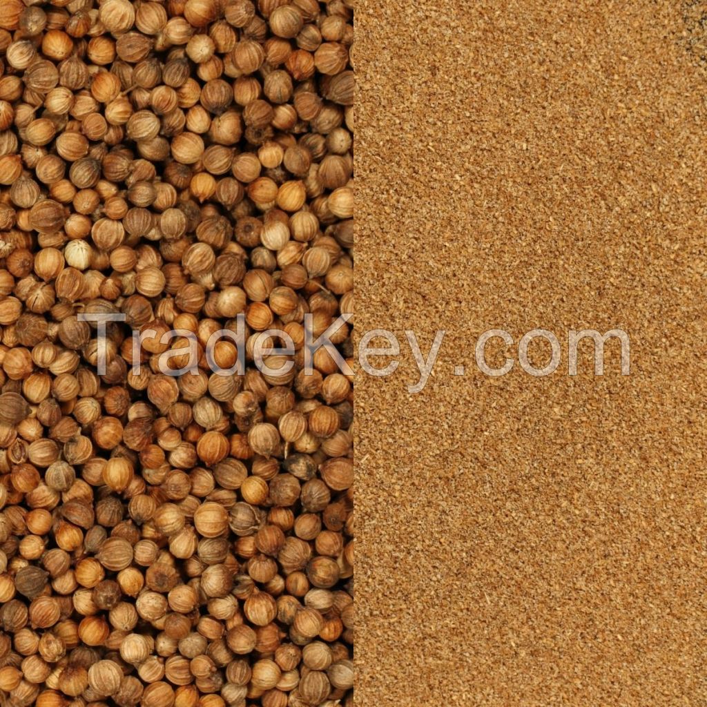 High Quality Ukrainian Coriander