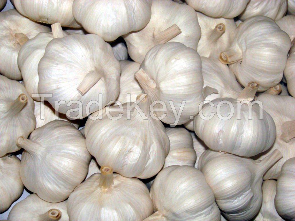  Fesh garlic