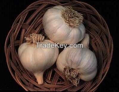 carton packing normal white fresh garlic( Anna+84988332914 /Whatsapp)