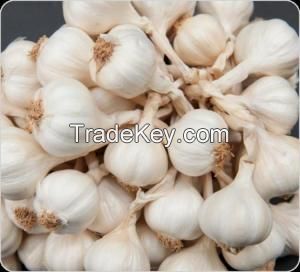 carton packing normal white fresh garlic( Anna+84988332914 /Whatsapp)