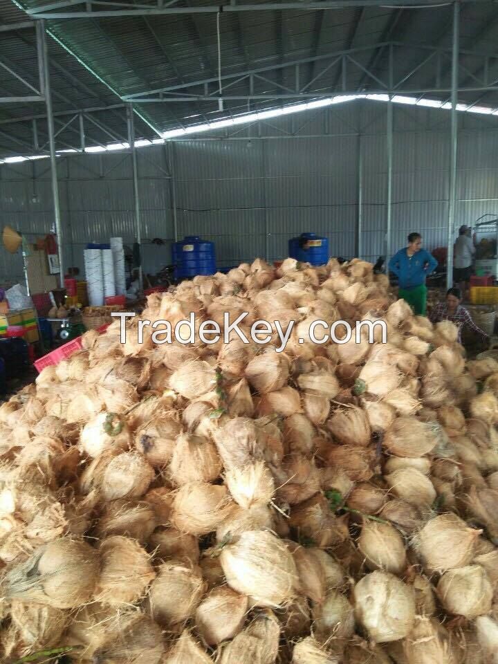 Mature coconut, semi husked mature coconut/ dehusked coconut vietnam Sophia whatsapp +84987364651