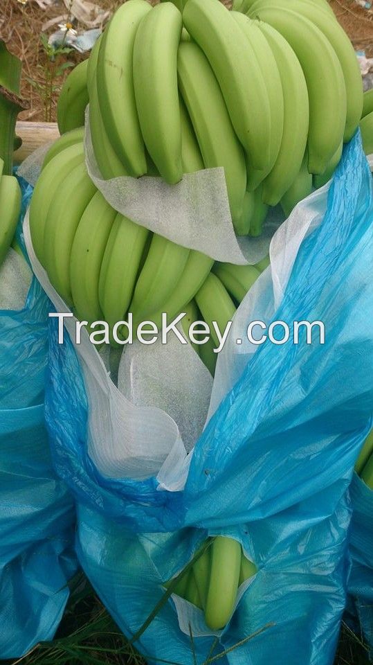 Fresh green cavendish for importers/Ms.Hanna	