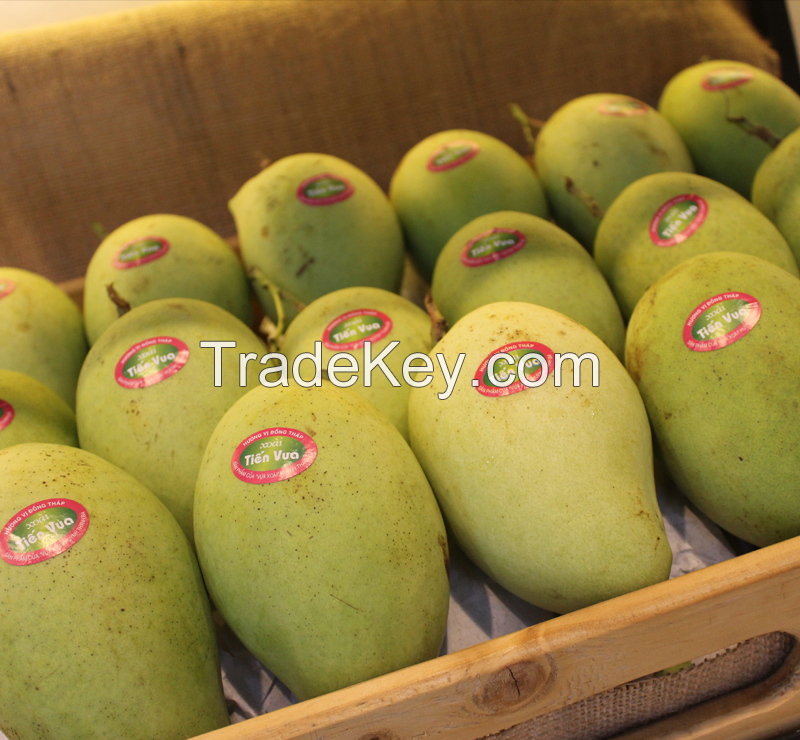 Large quantity mango fruit for importers/Ms.Hanna	