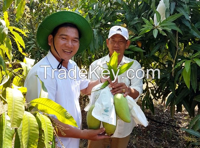 Large quantity mango fruit for importers/Ms.Hanna	