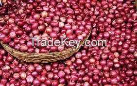 RED oinons  with best quality in 2018 ( Anna + 84988332914) 