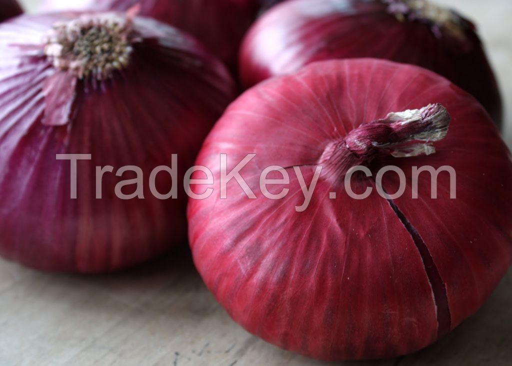 RED oinons  with best quality in 2018 ( Anna + 84988332914) 