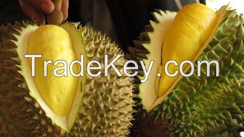 High quality best price fresh durian	