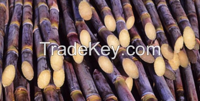 Fresh sugar cane for juice/Ms.Hanna	