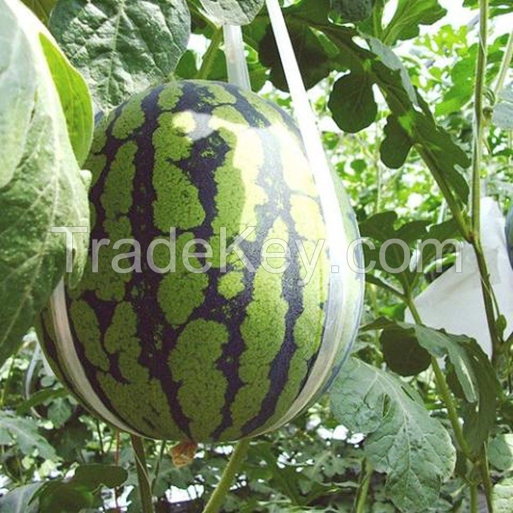 Sweet delicious Fresh Water Melon from Vietnam/Ms.Hanna	