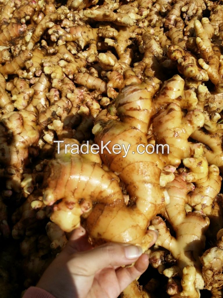 Hot selling organic fresh ginger root/Ms.Hanna	