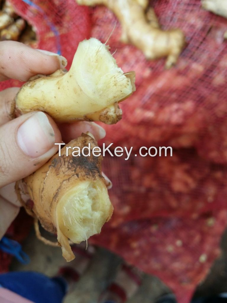 Hot selling organic fresh ginger root/Ms.Hanna	