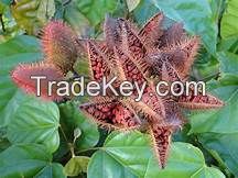  VIETNAM ANNATTO SEEDS WITH BEST PRICE ( Anna + 84988332914)