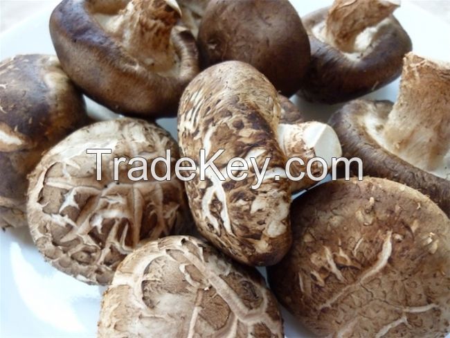 Dried mushroom/Dried shiitake mushroom from Vietnam/Ms.Hanna