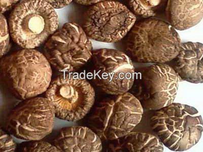 Dried mushroom/Dried shiitake mushroom from Vietnam/Ms.Hanna