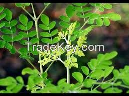Moringa Oleifera Seeds High Quality origin from Viet Nam ( Anna + 84988332914)
