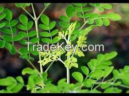 VIET NAM with best quantity Organic Moringa seeds in 2018 ( Anna + 84988332914)