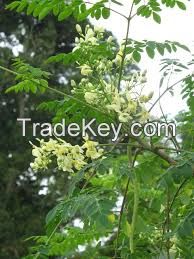  Organic Moringa  with bulk quantity ( Anna + 84988332914 )