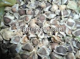 Moringa Oleifera Seeds High Quality origin from Viet Nam ( Anna + 84988332914)