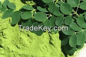 Good nutritional supplement dried moringa leaves powder ( Anna + 84988332914 )