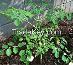 Moringa Dried Leaves Leaf Extract Powder ( Anna + 84988332914 )