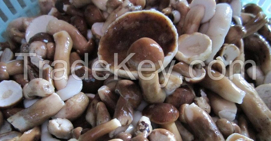 Organic bolete mushroom havest from forest/Origin Vietnam/Ms.Hanna	