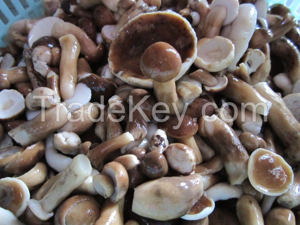 Organic bolete mushroom havest from forest/Origin Vietnam/Ms.Hanna	