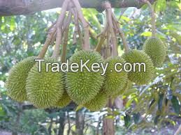  High Quality Pure 100 % Natural Durian Extract powder (Anna +8498332914/Whatsapp)