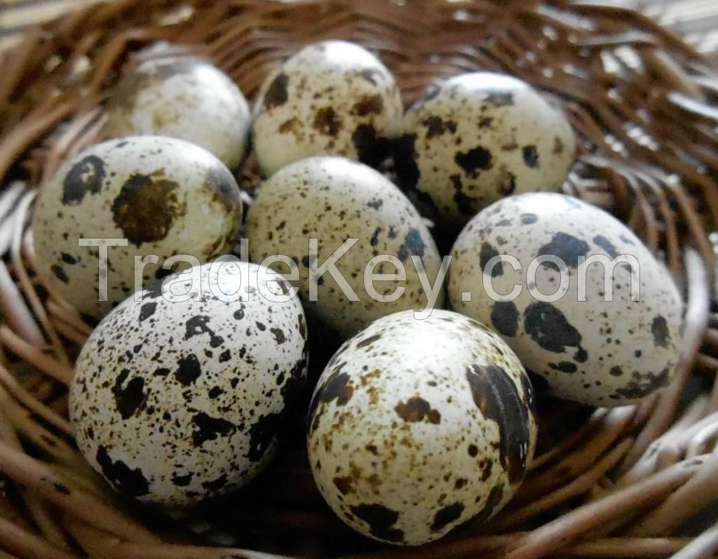 Boiled quail eggs - Canned boiled quail eggs in brine Whatsapp +84 947 900 124