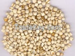  factory supplier coix seed extract( Anna + 84988332914/Whatsapp)