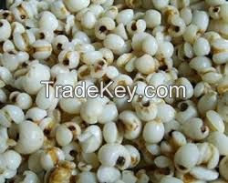  manufacturer supply Coix seed (Anna +84988332914/Whatsapp )