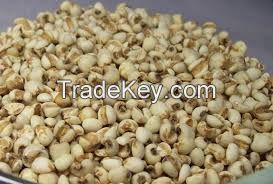  manufacturer supply Coix seed (Anna +84988332914/Whatsapp )