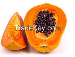 High quality red lady seeds papaya seed for sale pawpaw( Anna + 84988332914)