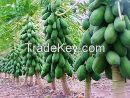 supply good quality  PAPAYA SEEDS (Anna + 84988332914 )