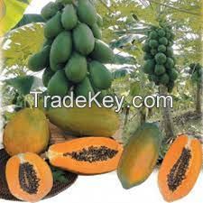  High quality red lady seeds papaya seed for sale pawpaw( Anna + 84988332914)